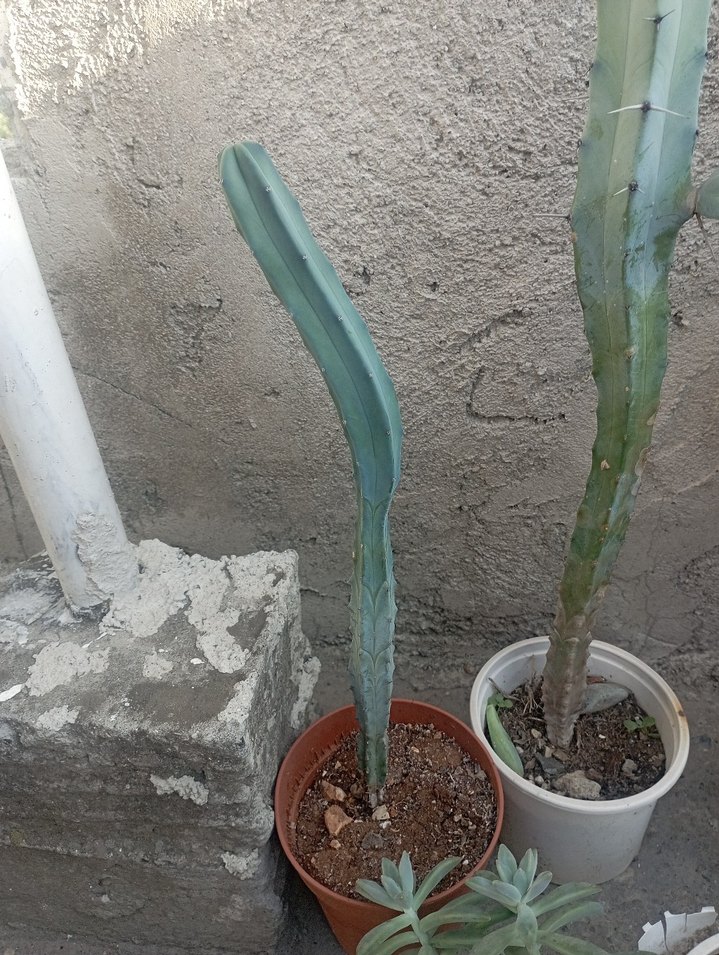 Pastel Turkuaz Renkli Dekoratif Kaktüs - Görsel 3