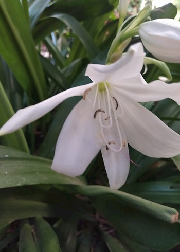 zambaklarim - Görsel 5