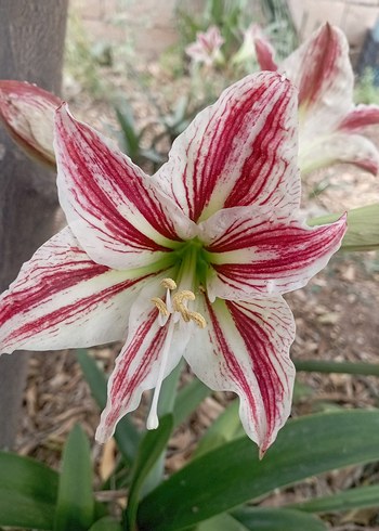 zambaklarim - Görsel 8