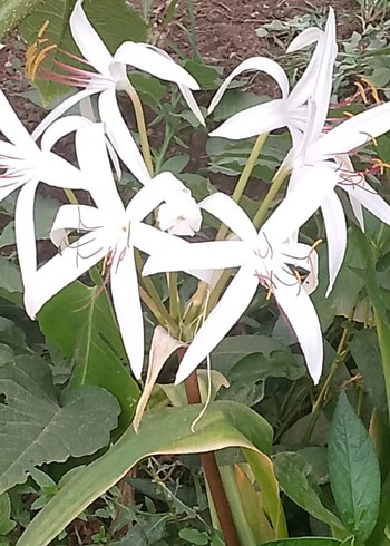 zambaklarim - Görsel 2