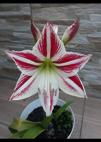 zambaklarim - Görsel 10