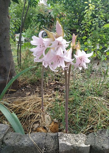 zambaklarim - Görsel 7