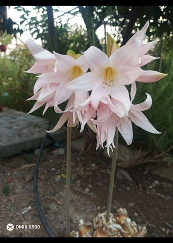 zambaklarim - Görsel 4