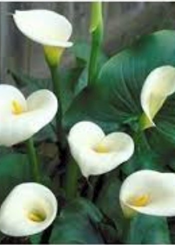 zambaklarim - Görsel 9