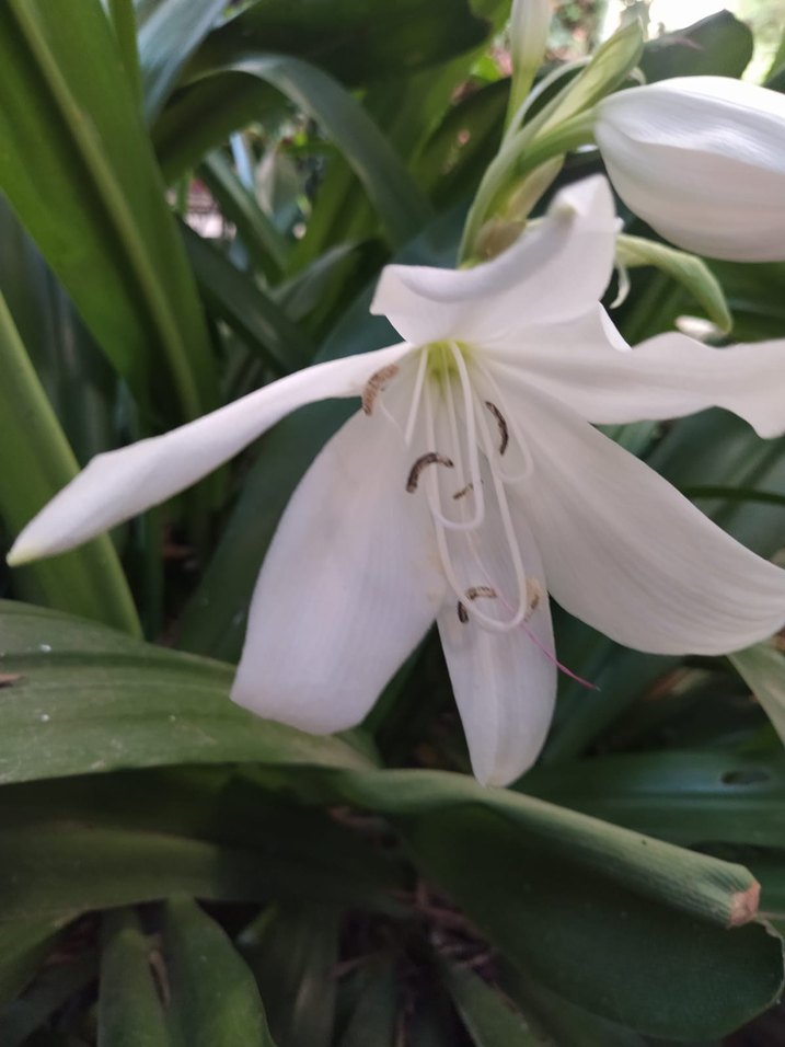 zambaklarim - Görsel 5