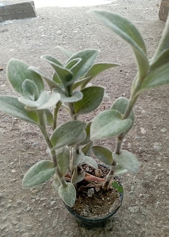 tüylü telgraf cicegi - Görsel 2