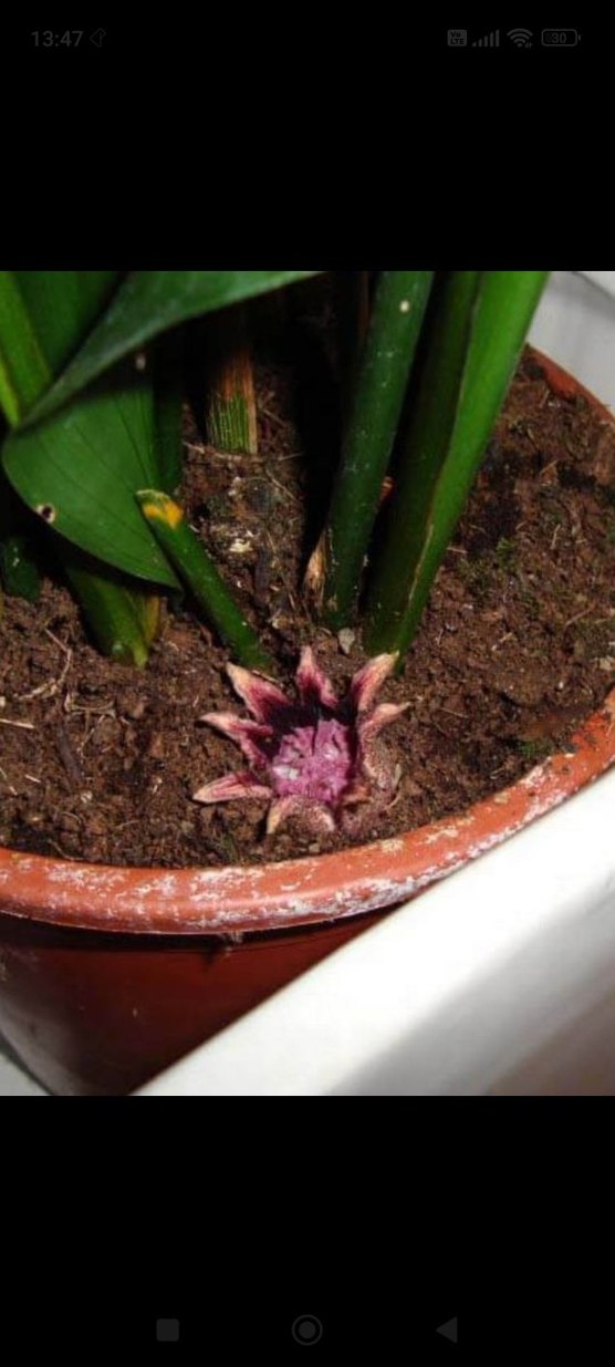 salon yapragi - Görsel 4