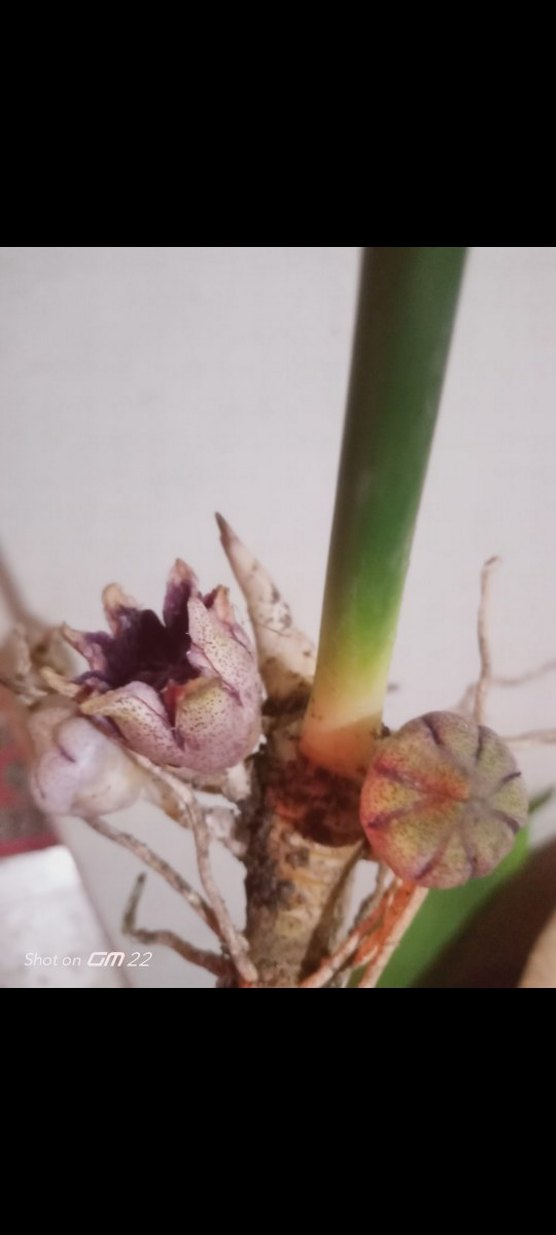 salon yapragi - Görsel 5