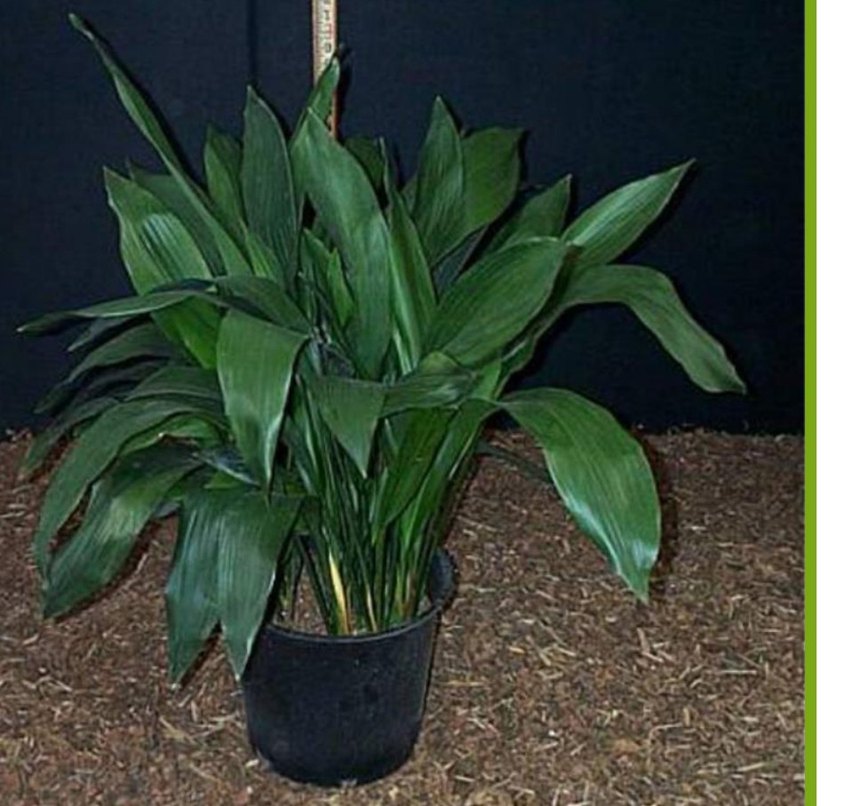 salon yapragi - Görsel 2