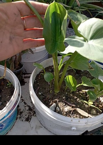 beyaz gala çiçeği iki adet - Görsel 2