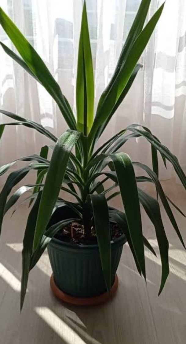 yuka cicegi - Görsel 2