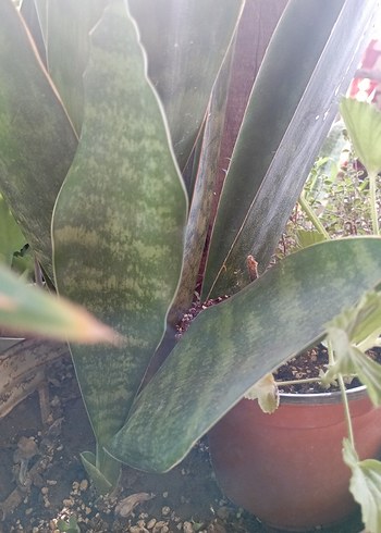 geniş yapraklı özel tür kılıç cicegi - Görsel 2