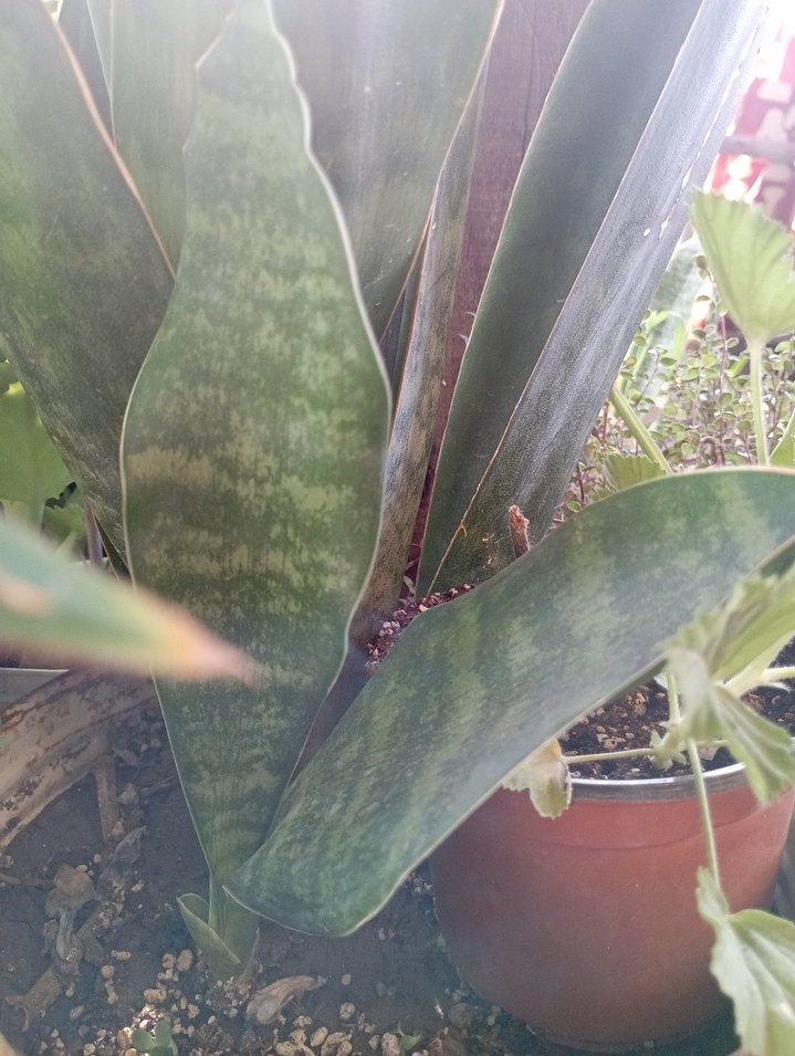 geniş yapraklı özel tür kılıç cicegi - Görsel 2