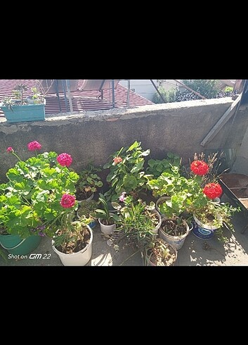 Kırmızı top sardunya - Görsel 3