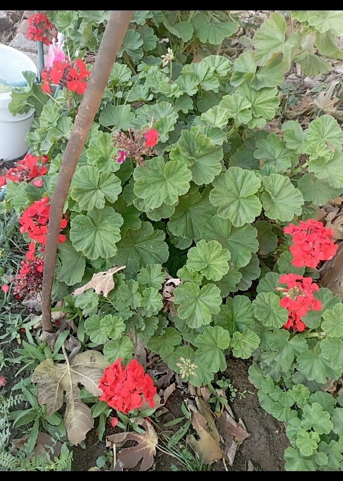 Kırmızı top sardunya - Görsel 2