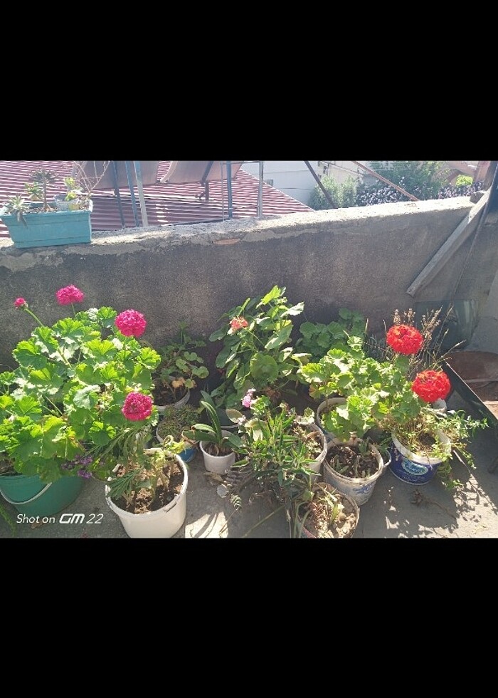 Kırmızı top sardunya - Görsel 3