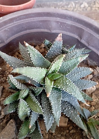 sukulentlerim - Görsel 4