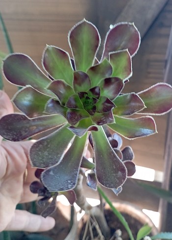 sukulentlerim - Görsel 2