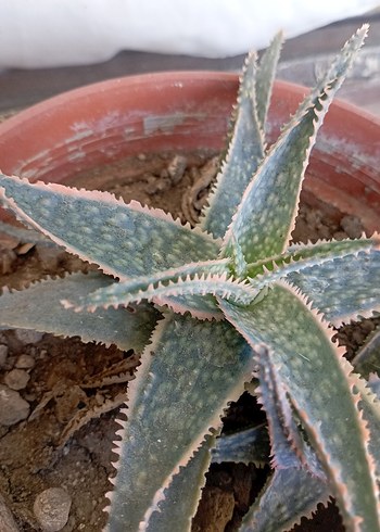 sukulentlerim - Görsel 3