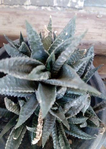 sukulentlerim - Görsel 5