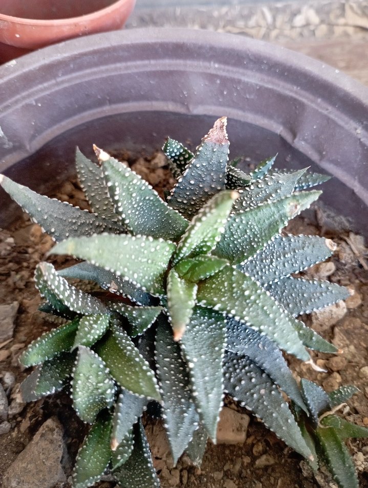 sukulentlerim - Görsel 4