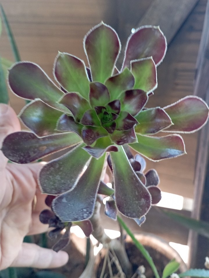 sukulentlerim - Görsel 2