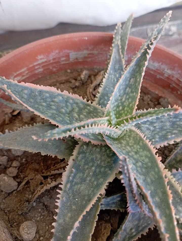 sukulentlerim - Görsel 3