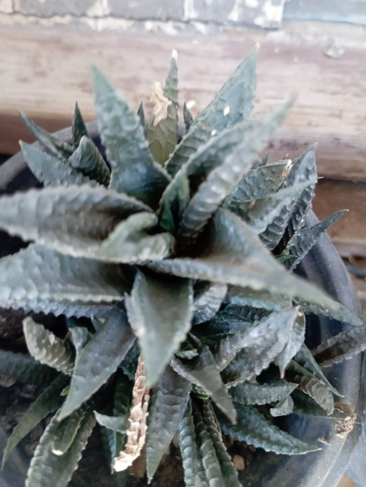 sukulentlerim - Görsel 5