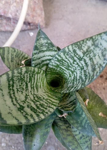 bodur Kılıç Çiçeği - Görsel 3