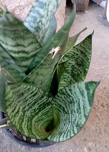 bodur Kılıç Çiçeği - Görsel 2