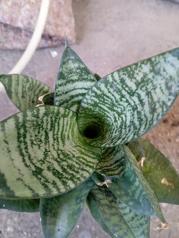 bodur Kılıç Çiçeği - Görsel 3