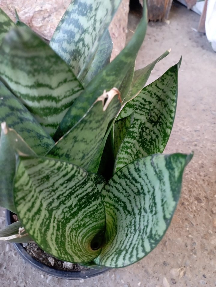 bodur Kılıç Çiçeği - Görsel 2