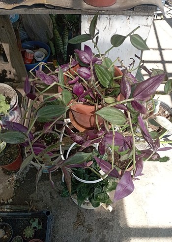 zebra telgraf cicegi - Görsel 2