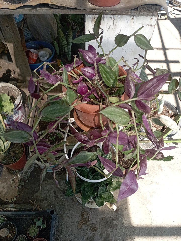 zebra telgraf cicegi - Görsel 2