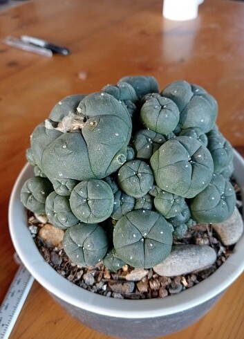 Lophophora Williamsii
