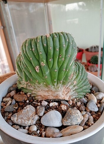  Trichocereus Pachanoi cristata 