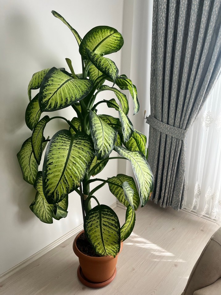 Yeşil Dekoratif Ev Bitkisi Difenbahya 2 m yakın boyu - Görsel 3