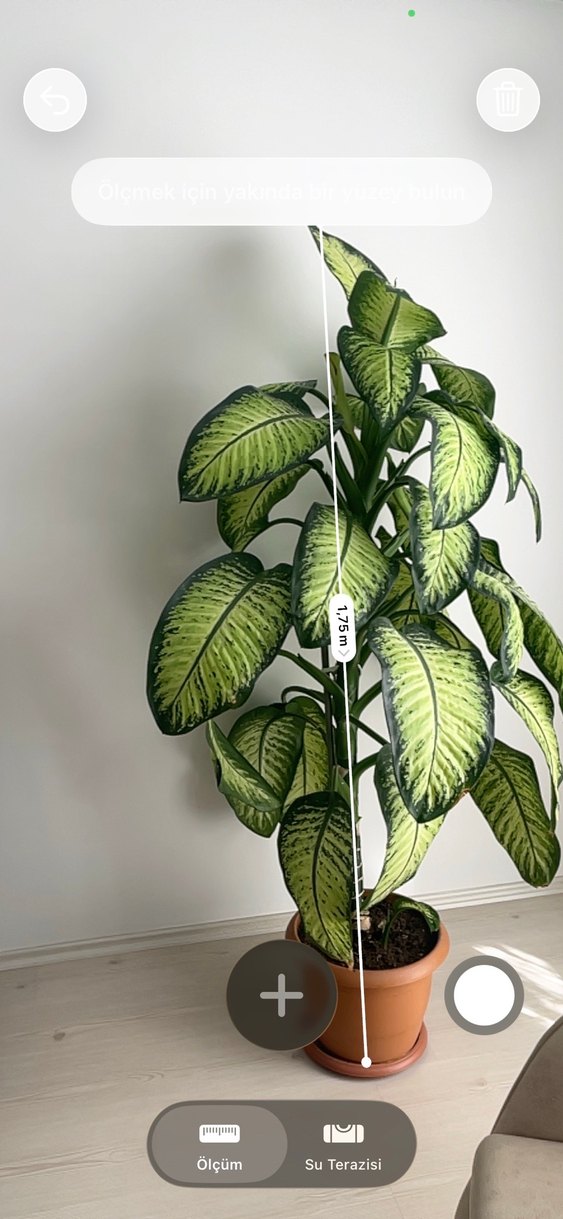 Yeşil Dekoratif Ev Bitkisi Difenbahya 2 m yakın boyu - Görsel 2