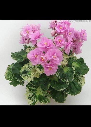 Pastel Pembe Çiçekli Vazo