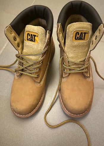 Cat 38