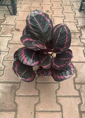 Diğer Calathea 