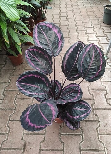 Calathea 