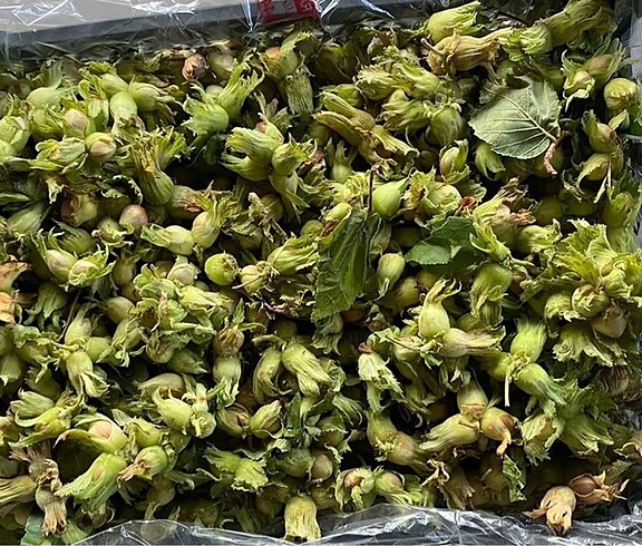 Yaş fındık