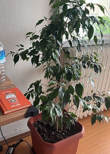  Beden gri Renk Saksi