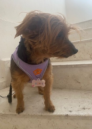 Beden pembe Renk anahtarlık kül tablası ve isim yazılı tasma