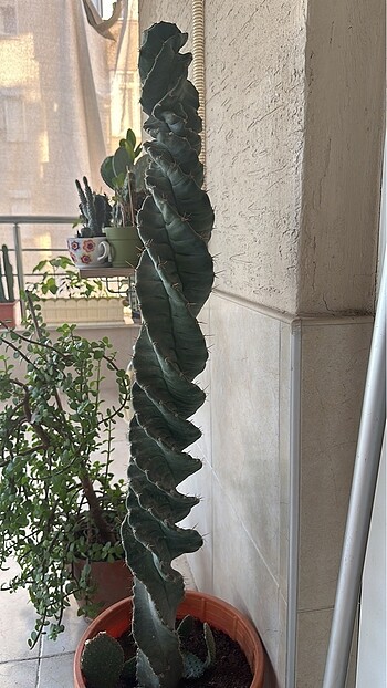 Spiral kaktüs