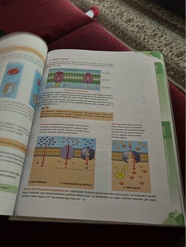 Palme Biyoloji 9 Konu anlatımı - Görsel 8
