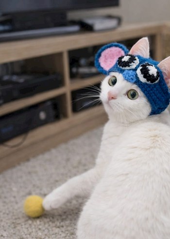 Renkli Örgü Kedi Şapkası - Görsel 3