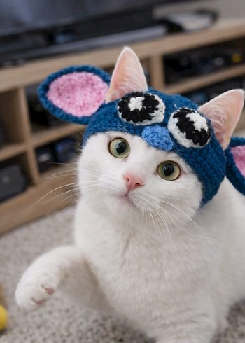 Renkli Örgü Kedi Şapkası - Görsel 2