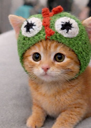 Renkli Dinozor Desenli Kedi Şapkası - Görsel 2